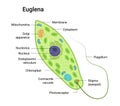 Vector anatomy of euglena. Educational illustration Royalty Free Stock Photo